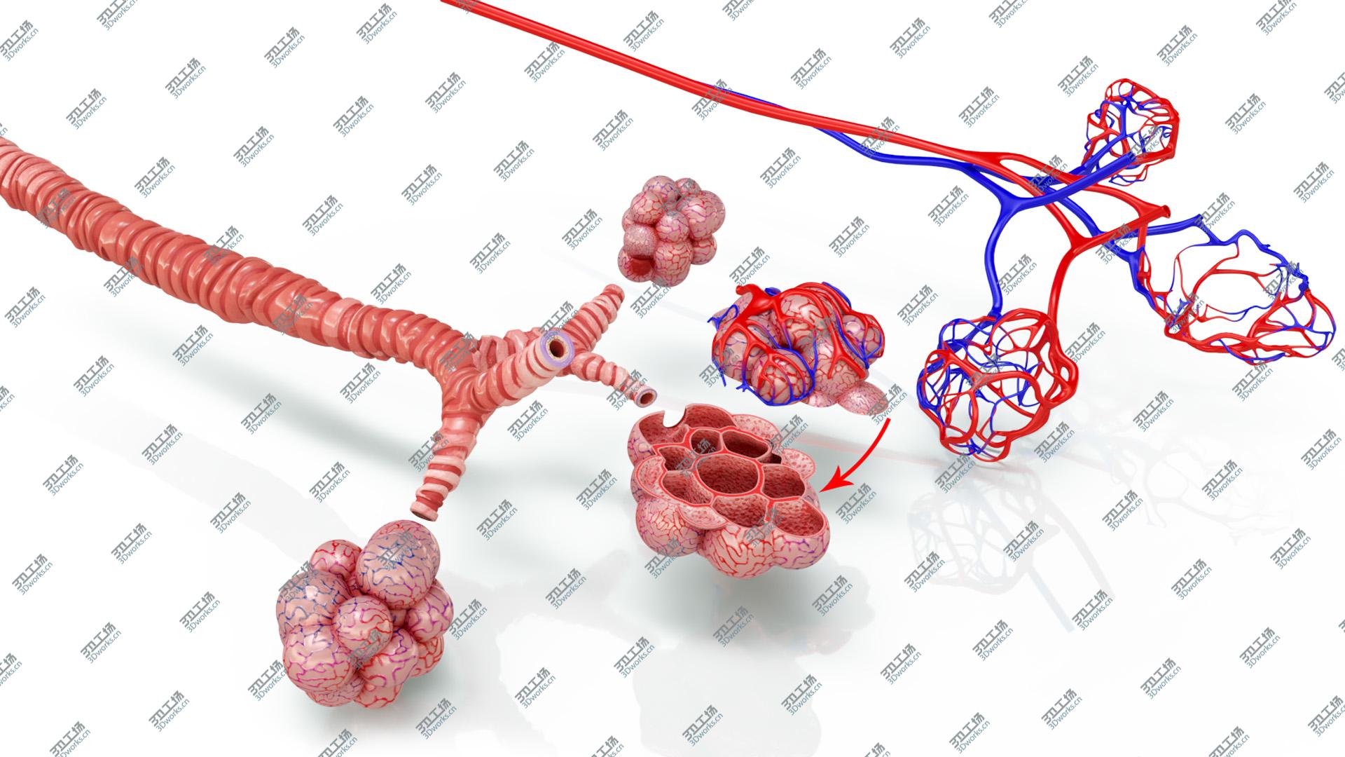 images/goods_img/2021040163/Bronchi Alveoli with Anatomical CrossSection 3D/3.jpg